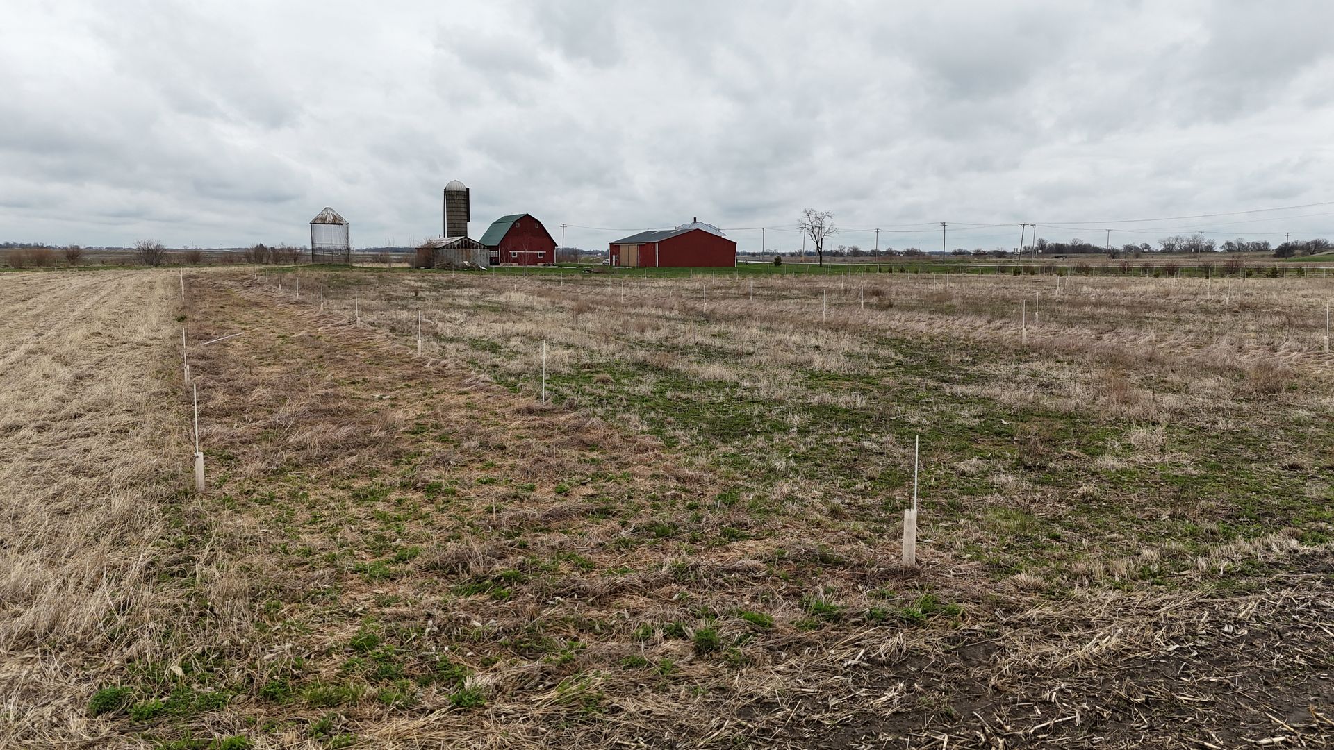 Windbreak tree rows aerial view