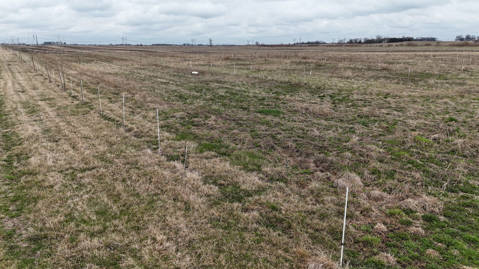 Aerial view of windbreak rows at Rock Creek
