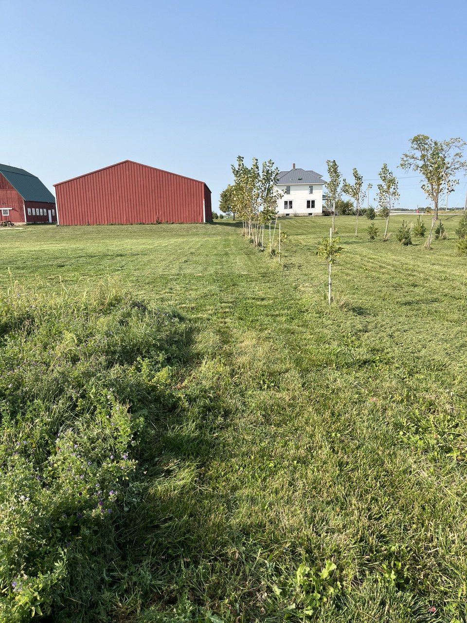 Morton building and barn with tree row
